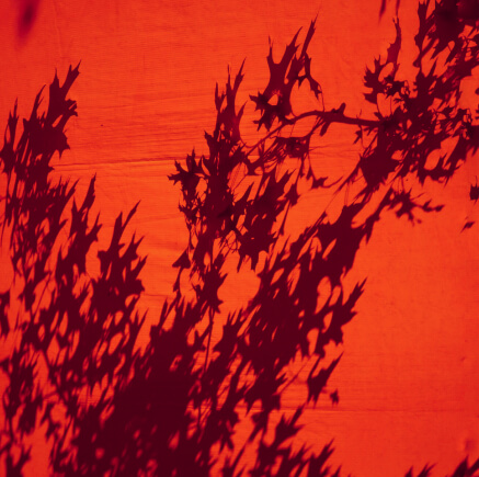 leaves shadow on red wall